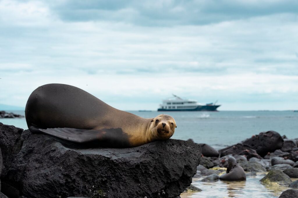Seal with Ecoventura Yacht in background